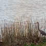 Une aigrette bleue